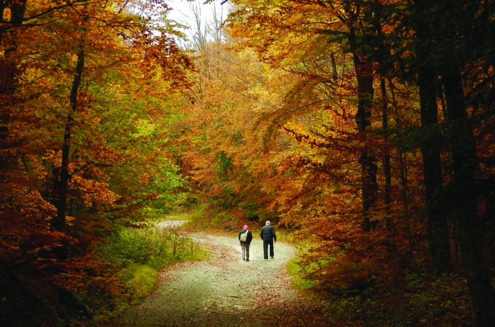 Two men walking down a forest path in the fall time with orange and yellow leaves on the trees.